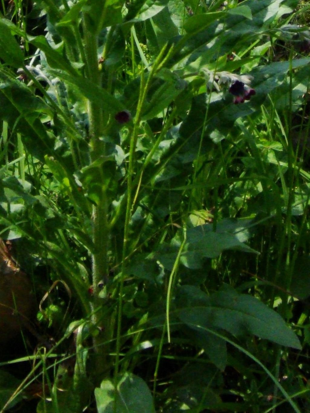 Cynoglossum officinale (Boraginaceae)